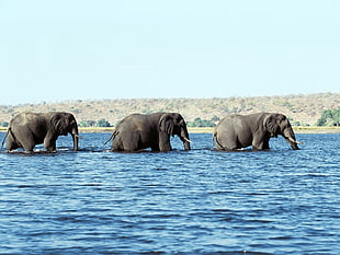 three elephant crossing body of water photography